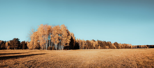 autumn in the forest