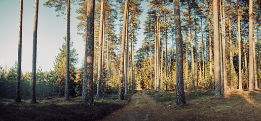 forest in autumn