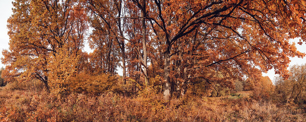 autumn in the forest