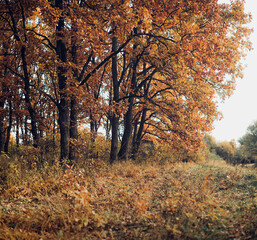 autumn in the park