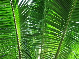 palm leaf background