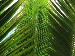 palm tree leaves