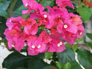 pink hibiscus flower in garden