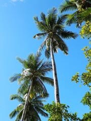 palm trees against blue sky