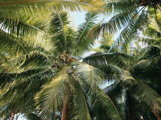coconut palm tree