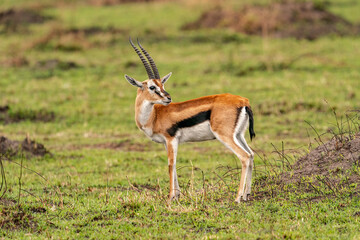 Naklejka na ściany i meble Impala or Gazelle from Masai Mara Kenya 