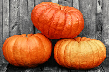 Three ripe pumpkins on a wooden background. Collection of vegetables in the fall..