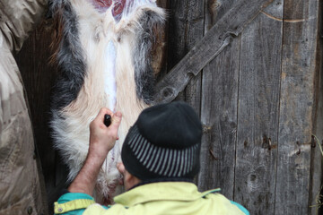 soft focus. street lighting. a man with a knife removes the skin from a dead animal. rural area.