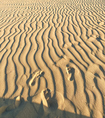 footprints in the sand in the desert going into the distance. High quality photo