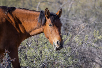 Wild Horse in the Arizona Desert near the Salt River