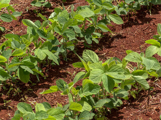 Green soy plant leaves in the cultivate field, in Brazil