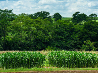 Corn plant in filed on farm in  Brazil