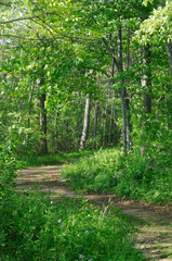 Curved path through wood area
