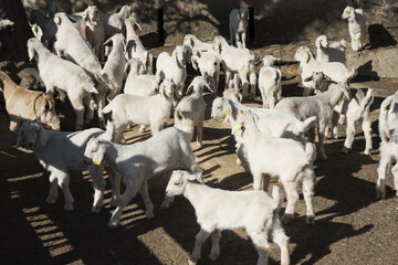 Kids in yards of cattle farm of goats almost all of white color