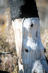Burnt tree stump