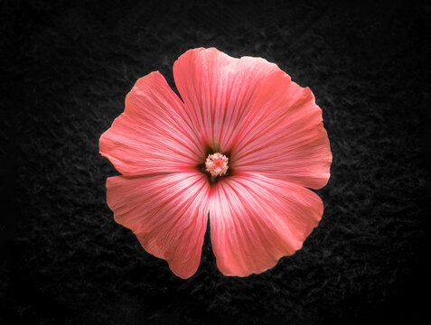 Beautiful flower on a black background. On a dark background.