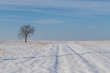 Fototapeta na wymiar Winter snowy rolling landscape in the Czech Republic - in Europe. Blue sky with white clouds.