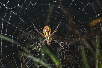 Spider-wasp (lat. Argiope Bruennichi). Spider and spider web in dew in heavy fog at dawn.