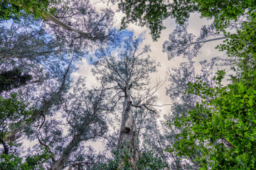 Eucaliptal de Chavín, Viveiro, Lugo, Galicia.
