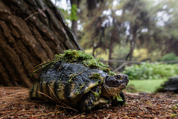 turtle free walking in the garden . Athens Greece 