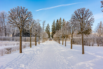 Alley in Catherine park in winter, Tsarskoe Selo (Pushkin), St. Petersburg, Russia