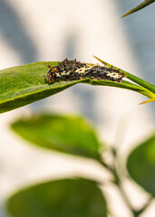Caterpillar of Lime Butterfly on a lime plant
