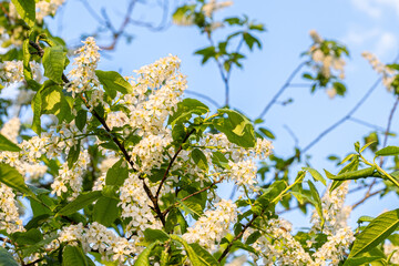 beautiful lilac flowers branch on a green background, natural spring background, soft selective focus. High quality photo