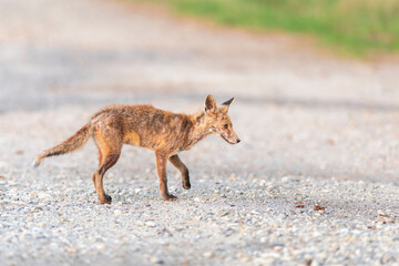 Ein trauriger Anblick wenn ein Fuchs Räude hat 
