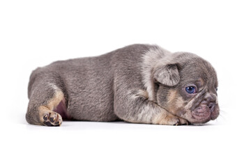 Obraz premium Merle tan French Bulldog puppy on white background