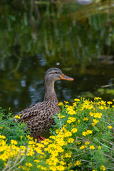 Female mallar duck in yellow flowers by pond during spring or summer