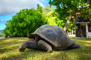 giant tortoise on curieuse island on the seychelles