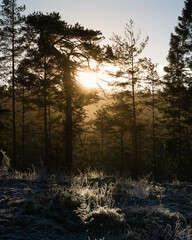 sun through fog in a Swedish forest