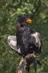 Bateleur, Terathopius ecaudatus, a medium-sized eagle