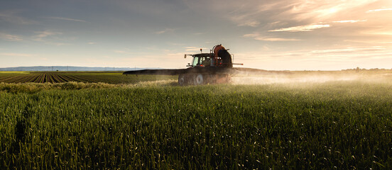 Fototapeta Tractor spraying pesticides wheat field. obraz