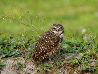 Burrowing Owl 