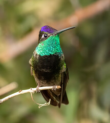 Hummingbird