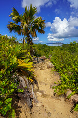 Fototapeta premium hikink through the jungle on curieuse island on the seychelles