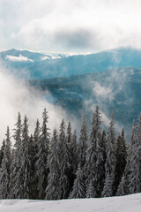 pine forest and clouds on the mountain in winter