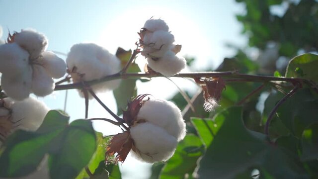 Close-up of cotton bolls on a branch against the background of the sun