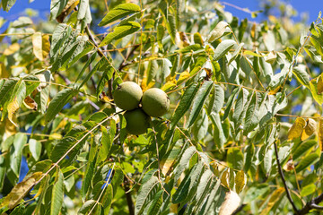 Green walnuts on eastern black walnut tree - Juglans. 