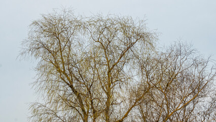 Bare branches of trees against the dramatic sky. Nature conservation.