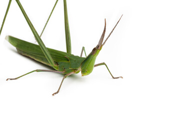 Long-headed grasshopper isolated on white background