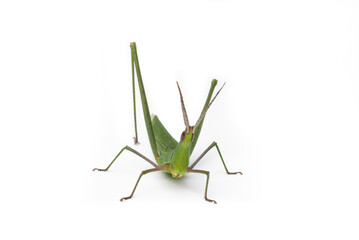 Long-headed grasshopper isolated on white background