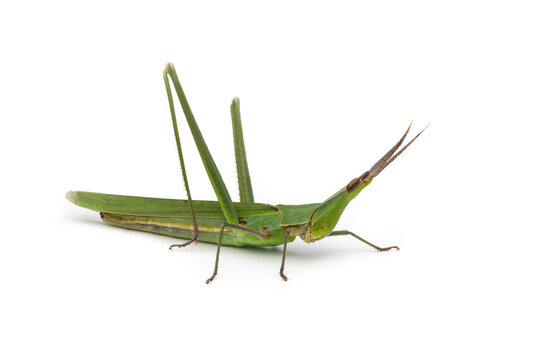 Long-headed grasshopper isolated on white background
