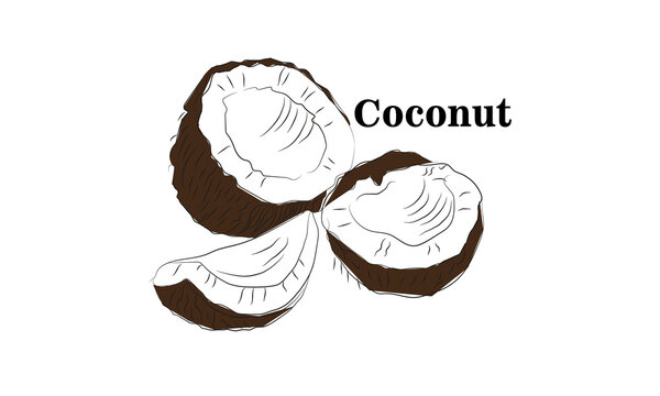 Coconut graphic vector