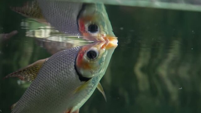 Barbus&nbsp;is a genus of ray-finned fish in the family Cyprinidae.&nbsp;