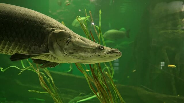 Arapaima, a giant freshwater fish found in the Amazon basin
