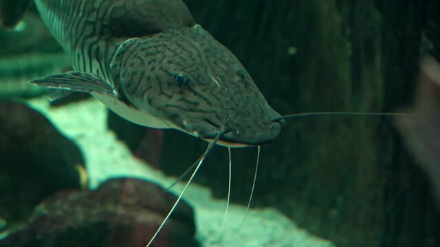 Pseudoplatystoma tigrinum, the&nbsp;tiger sorubim&nbsp;or&nbsp;caparari&nbsp;is a species of&nbsp;&nbsp;native to the&nbsp;Amazon Basin&nbsp;in&nbsp;South America