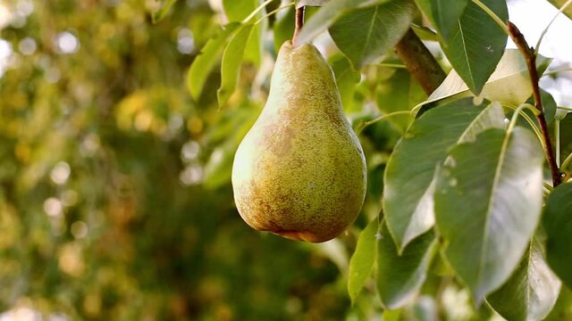 Pears harvest in summer garden. Fresh ripe juicy pears hang on tree branch in orchard. Ripe yellow pear on branch of pear tree in orchard for food outside.