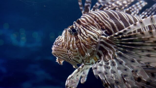 Pterois volitans or firefish in all its beauty